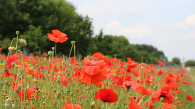 The poppy is a symbol of Remembrance and hope, including hope for a positive future and peaceful world.