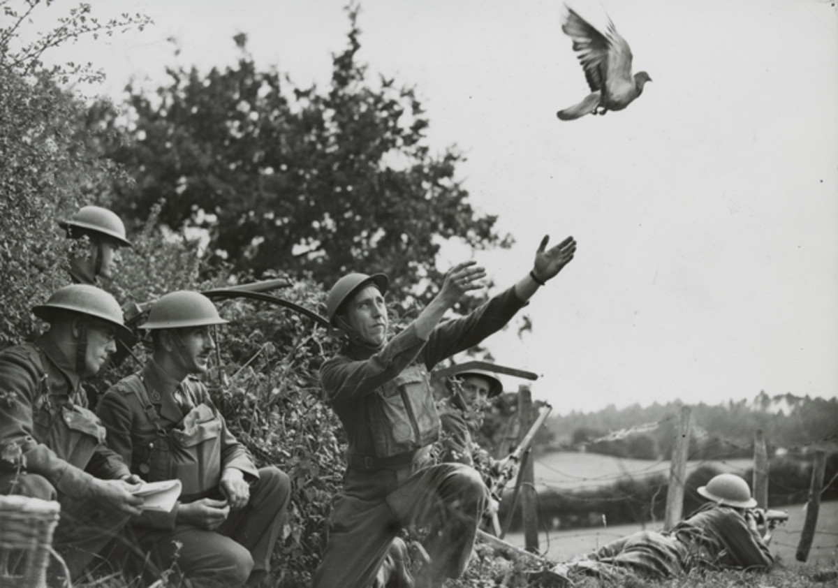  Prior to WWII, pigeons had delivered messages for military forces for centuries. These Canadian soldiers are training with a homing pigeon prior to taking part in the Normandy invasion. Argus Newspaper Collection of Photographs, State Library of Victoria