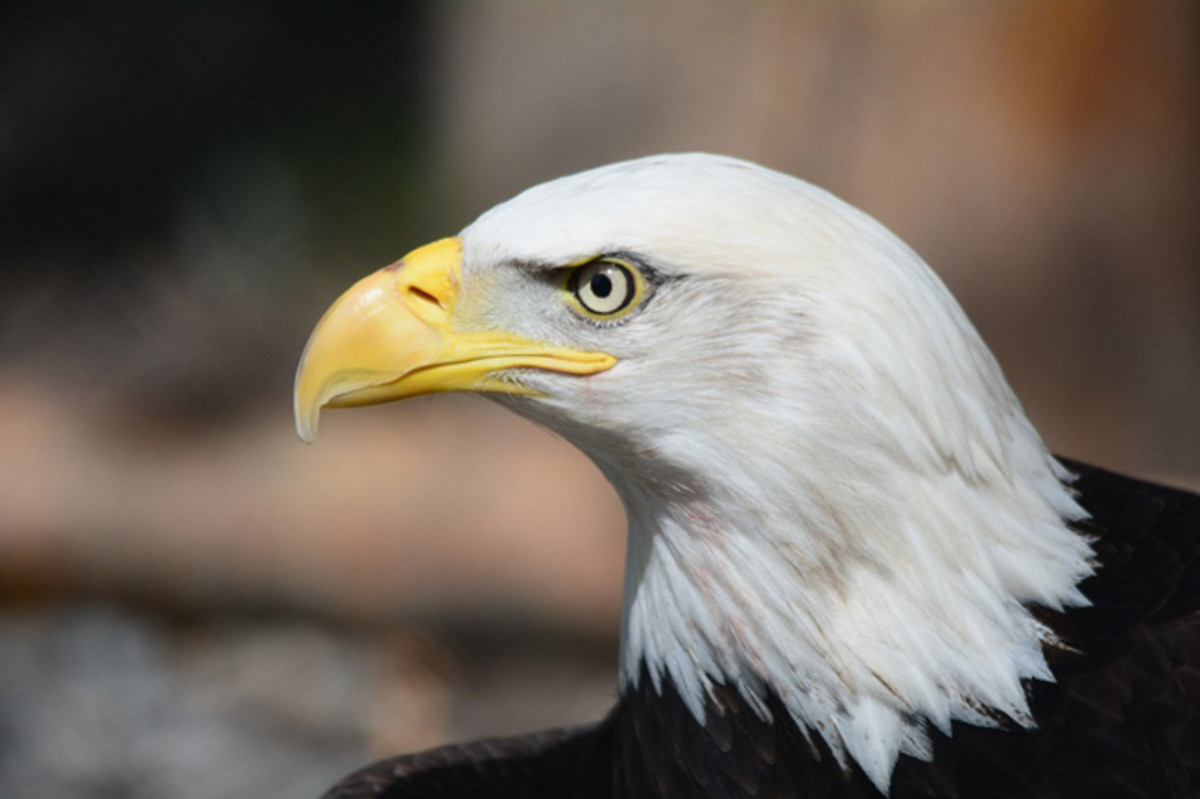 The Founding Fathers made an appropriate choice when they selected the bald eagle as the emblem of the nation. The fierce beauty and proud independence of this great bird aptly symbolizes the strength and freedom of America.