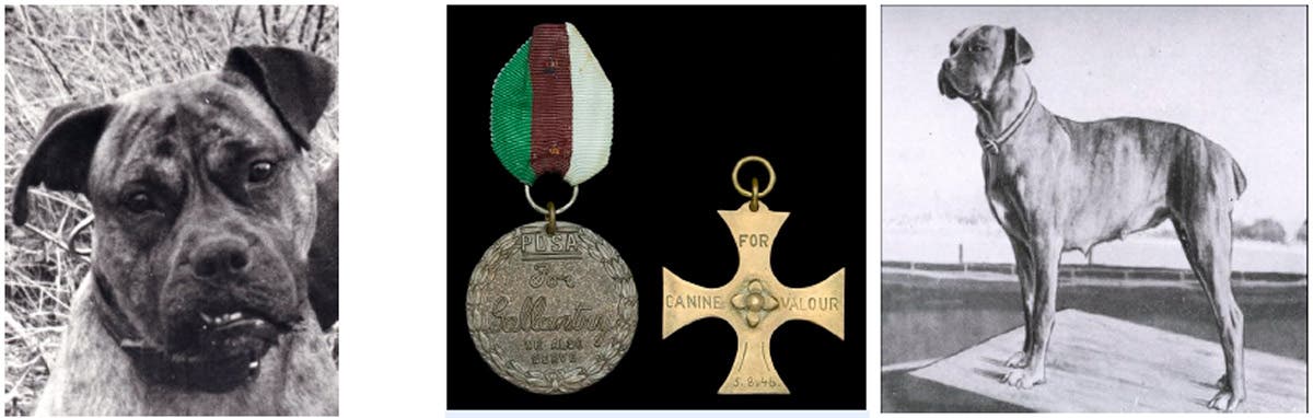 Noonans offering up Heroic ‘Animal V.C.’ awarded to Judy, the boxer dog
