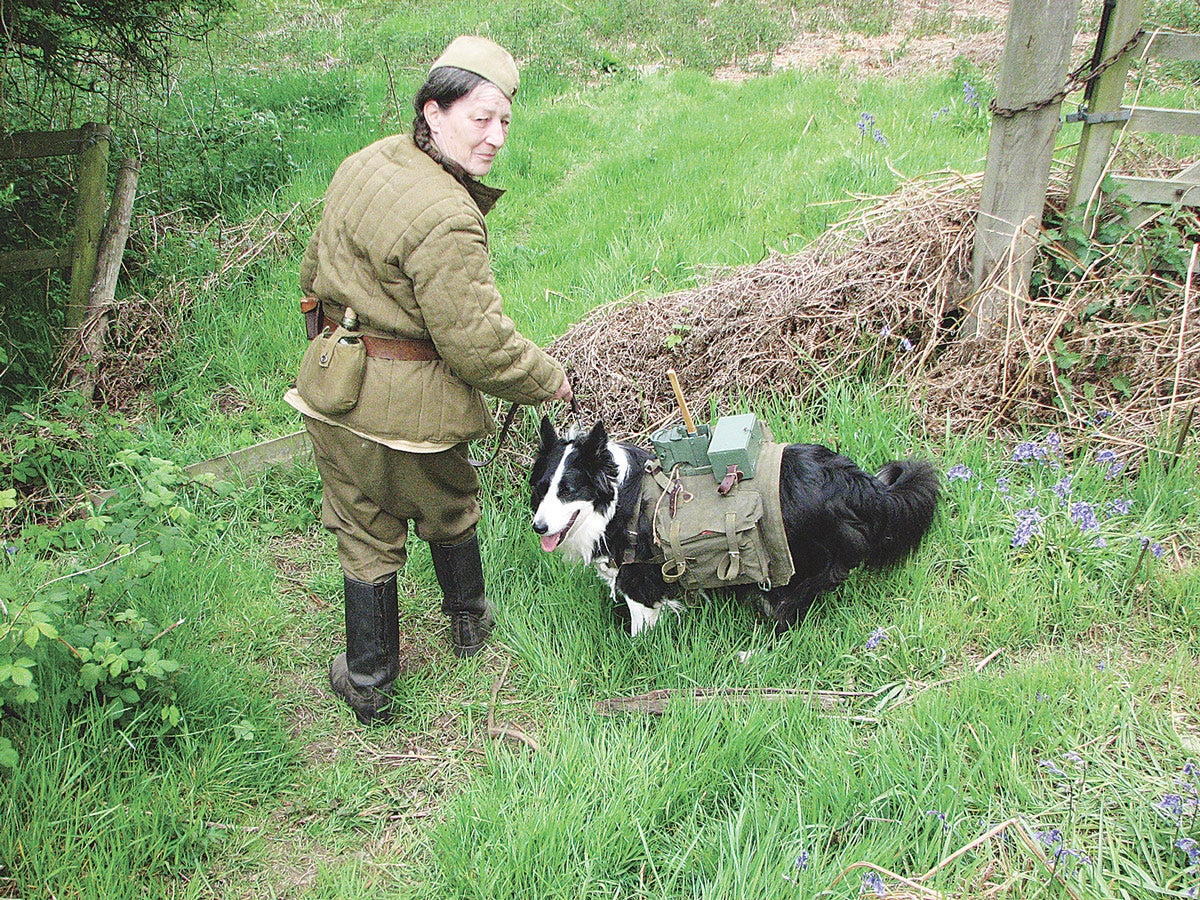 This unusual Soviet Army anti-tank dog with its explosive pack was recreated for a display.