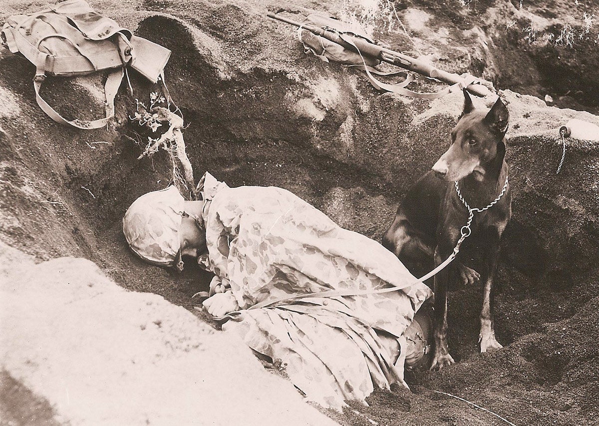 A Doberman stands guard over a U.S. Marine on Iwo Jima, 1945.