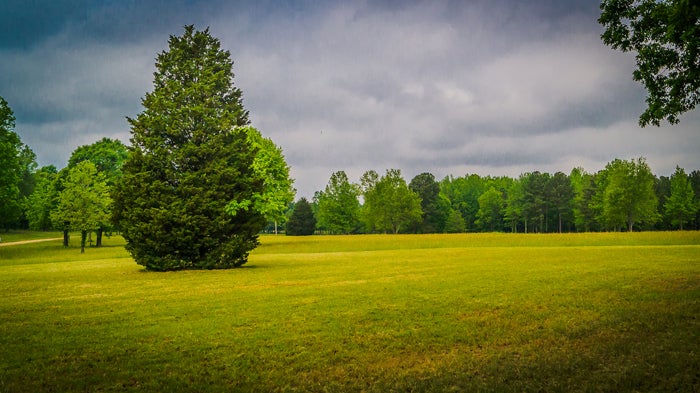 battle-trust-trees-1.jpg